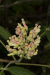 Yellow buckeye